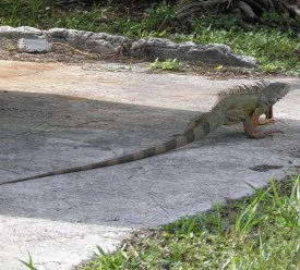 iguana lizard,John Pennekamp Coral Reef State  Park,Key Largo,Florida