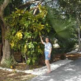 Key Largo Croton, Jackie